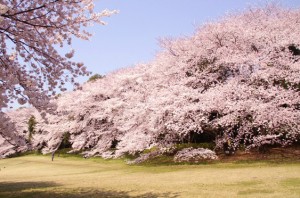 光が丘　桜