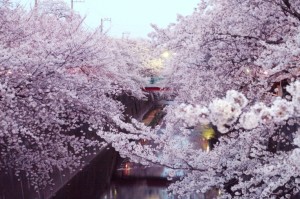 板橋　桜