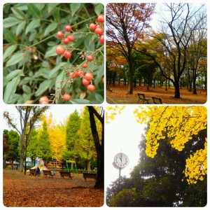 20151118城北中央公園の紅葉