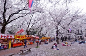 大宮桜